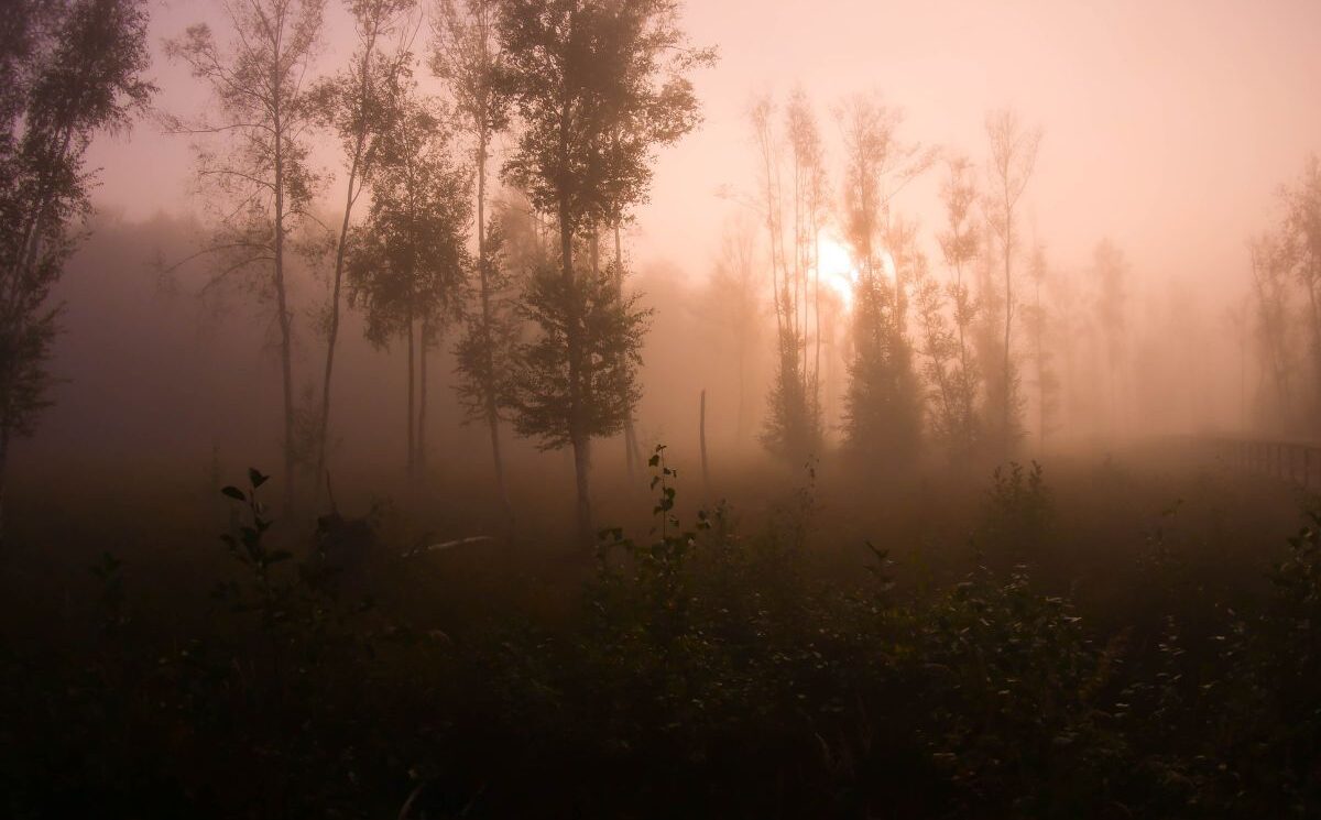 Fotosafari – Köpenick im Nebel