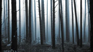 Düsterer verwunschener Wald am Morgen mit aufsteigendem Nebel