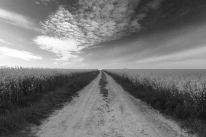 Ein Feldweg durch ein Rapsfeld links und rechts mit Rapsfeldern