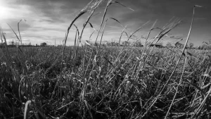 Ein Weizenfeld in Brandenburg