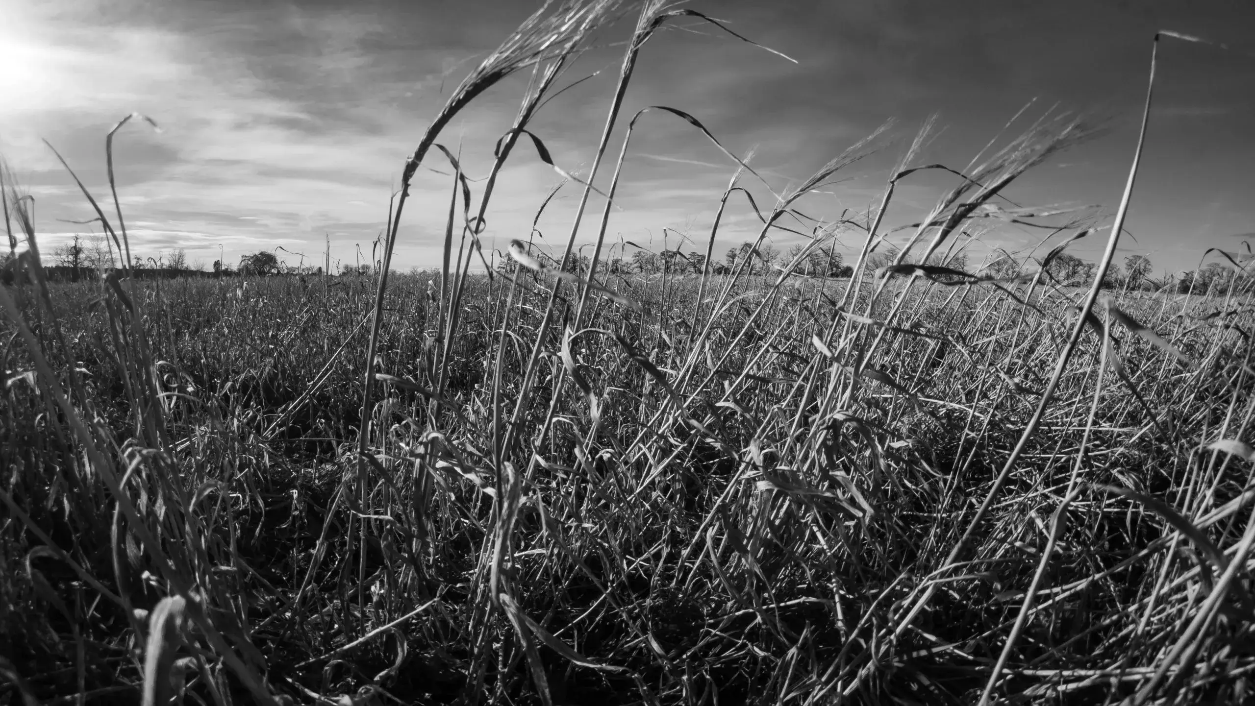 Ein Weizenfeld in Brandenburg
