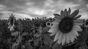 Eine Sonnenblume in einem Sonnenblumenfeld