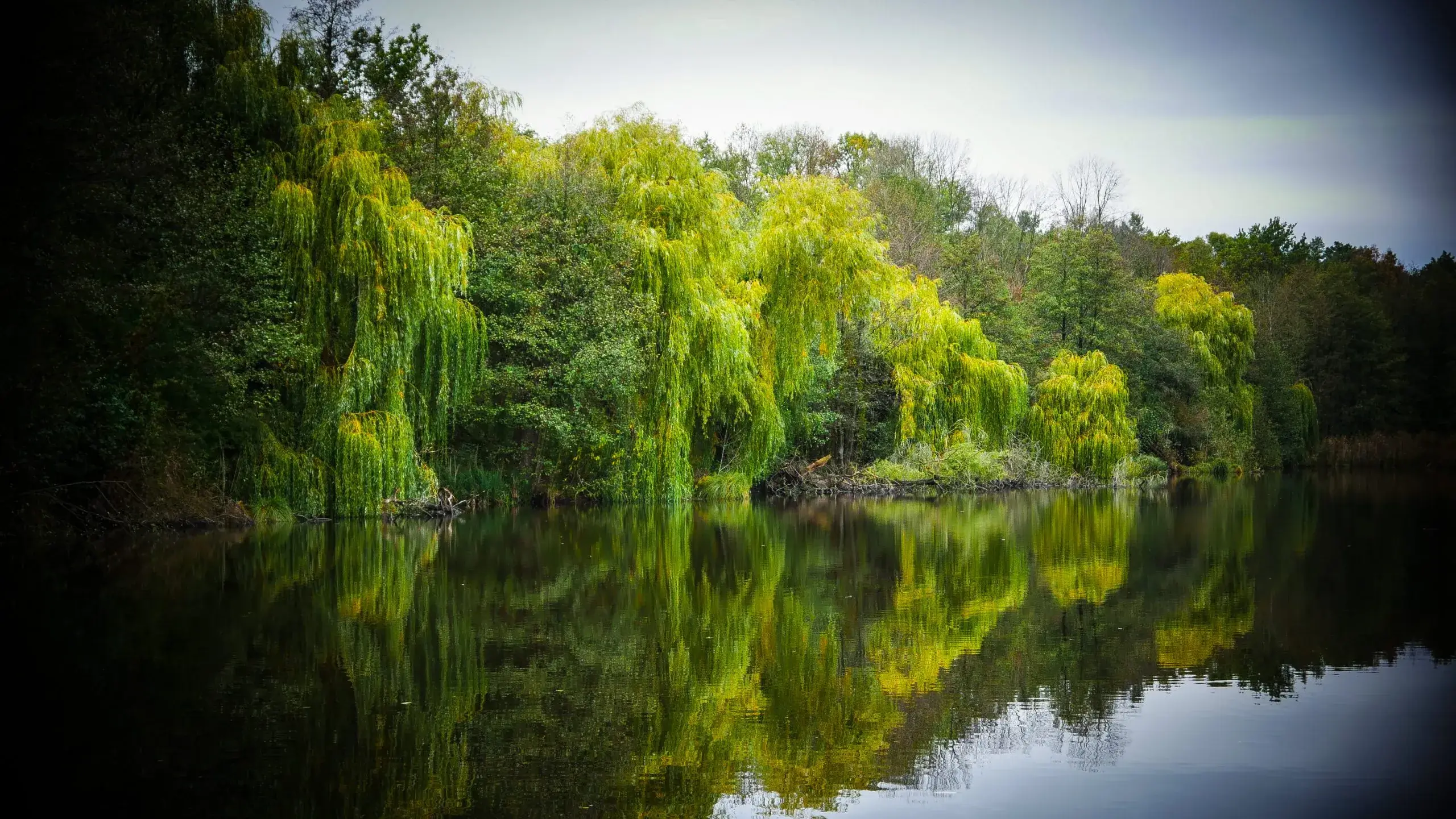 Romantische Stimmung mit Trauerweiden an einem See in Rangsdorf