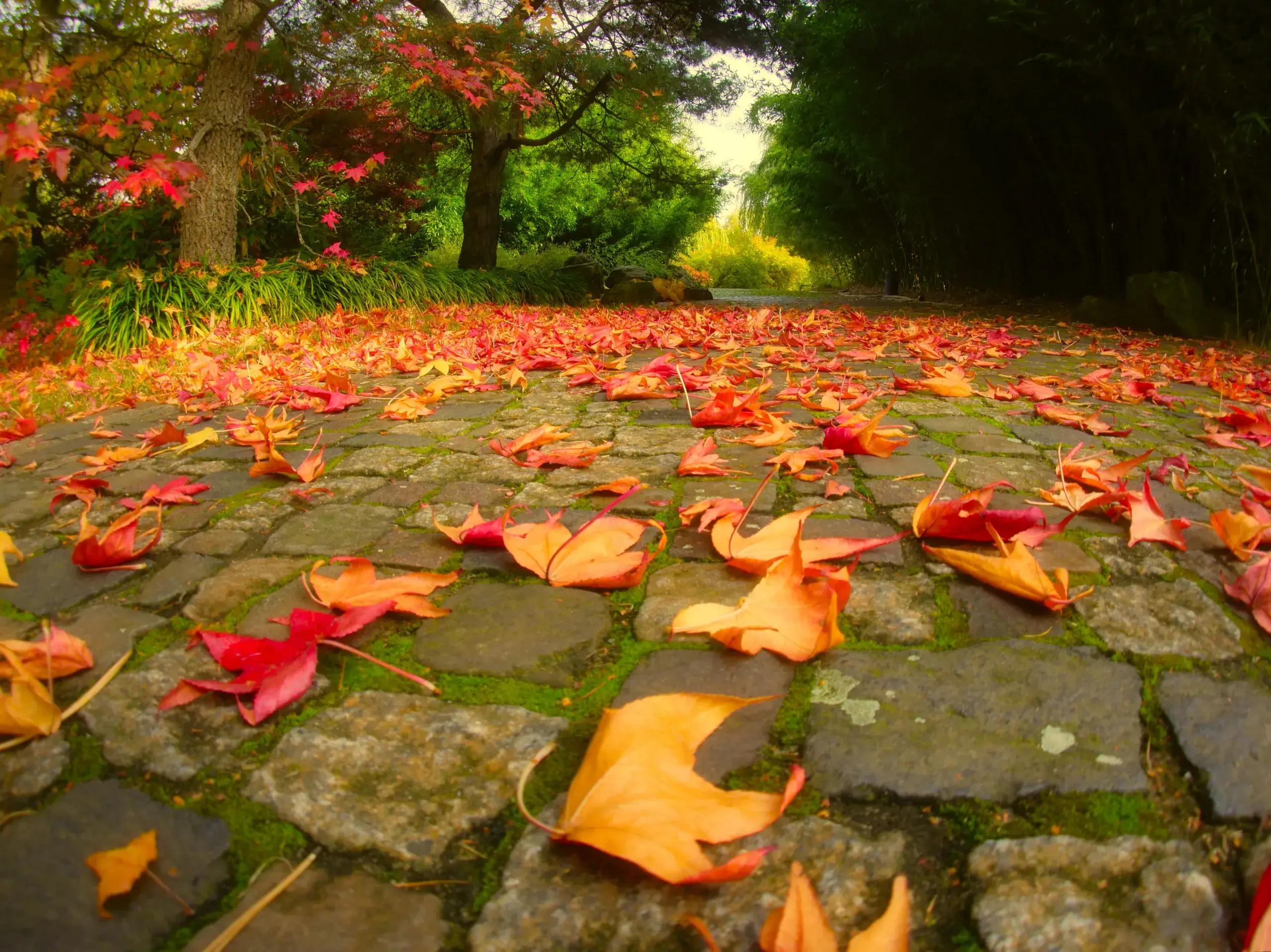 Rotes Herbstlaub auf einem einsamen Weg