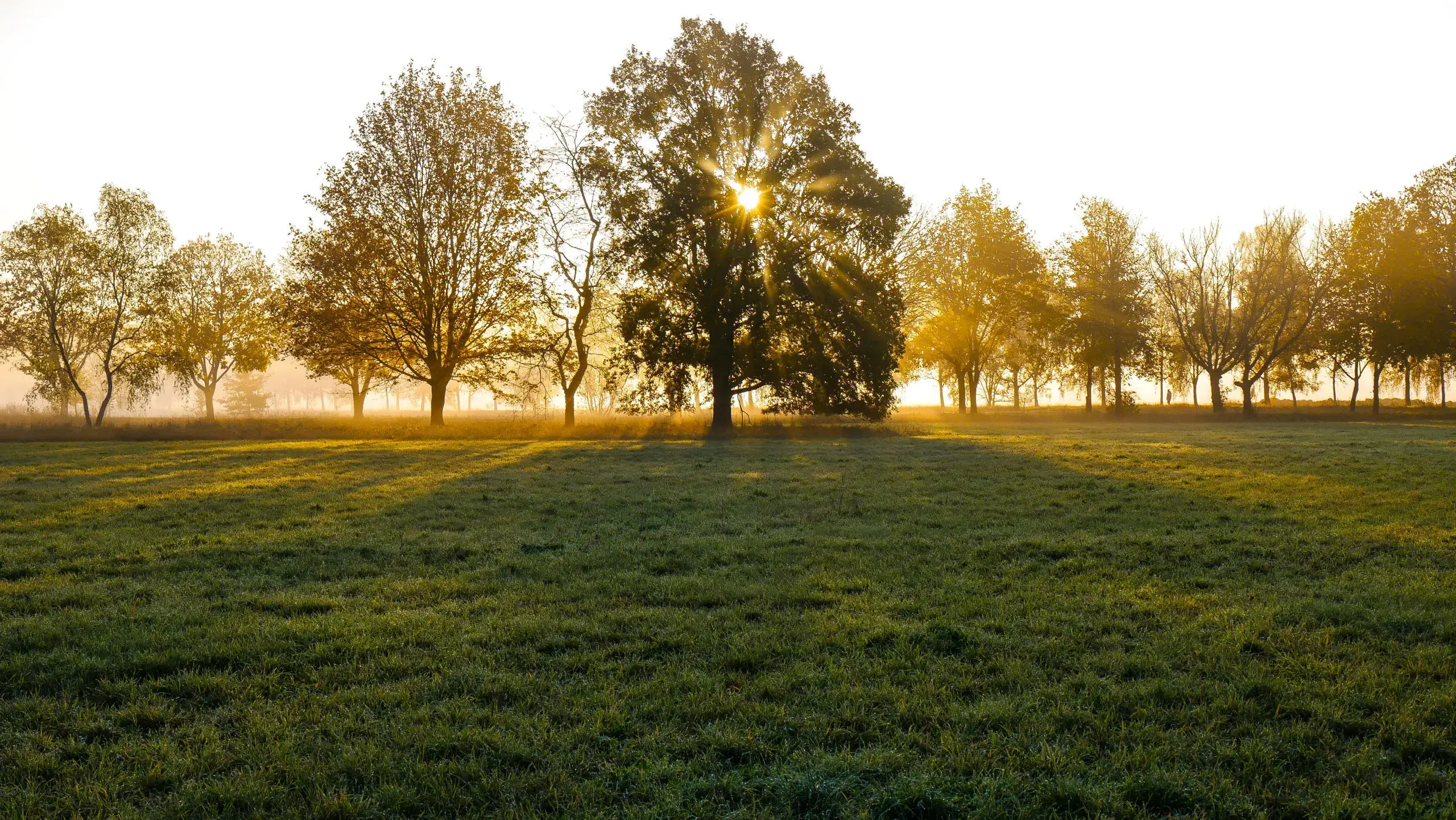 Sonnenaufgang und Nebel über einem Feld in Berlin Spandau