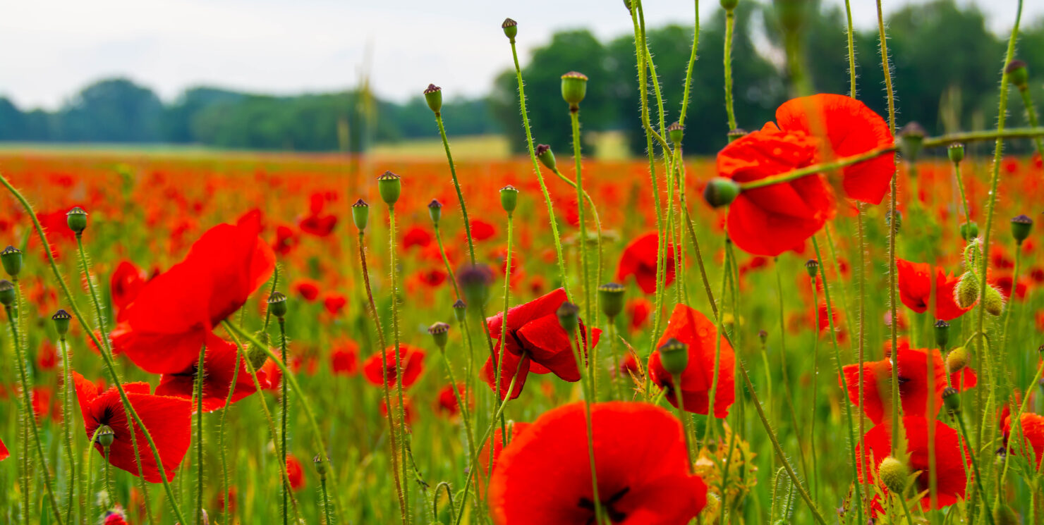 Blumen und Pflanzen: Die lebendige Vielfalt der Natur