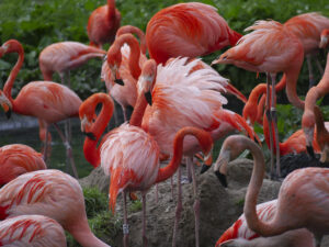 Elegante Flamingos im Fokus